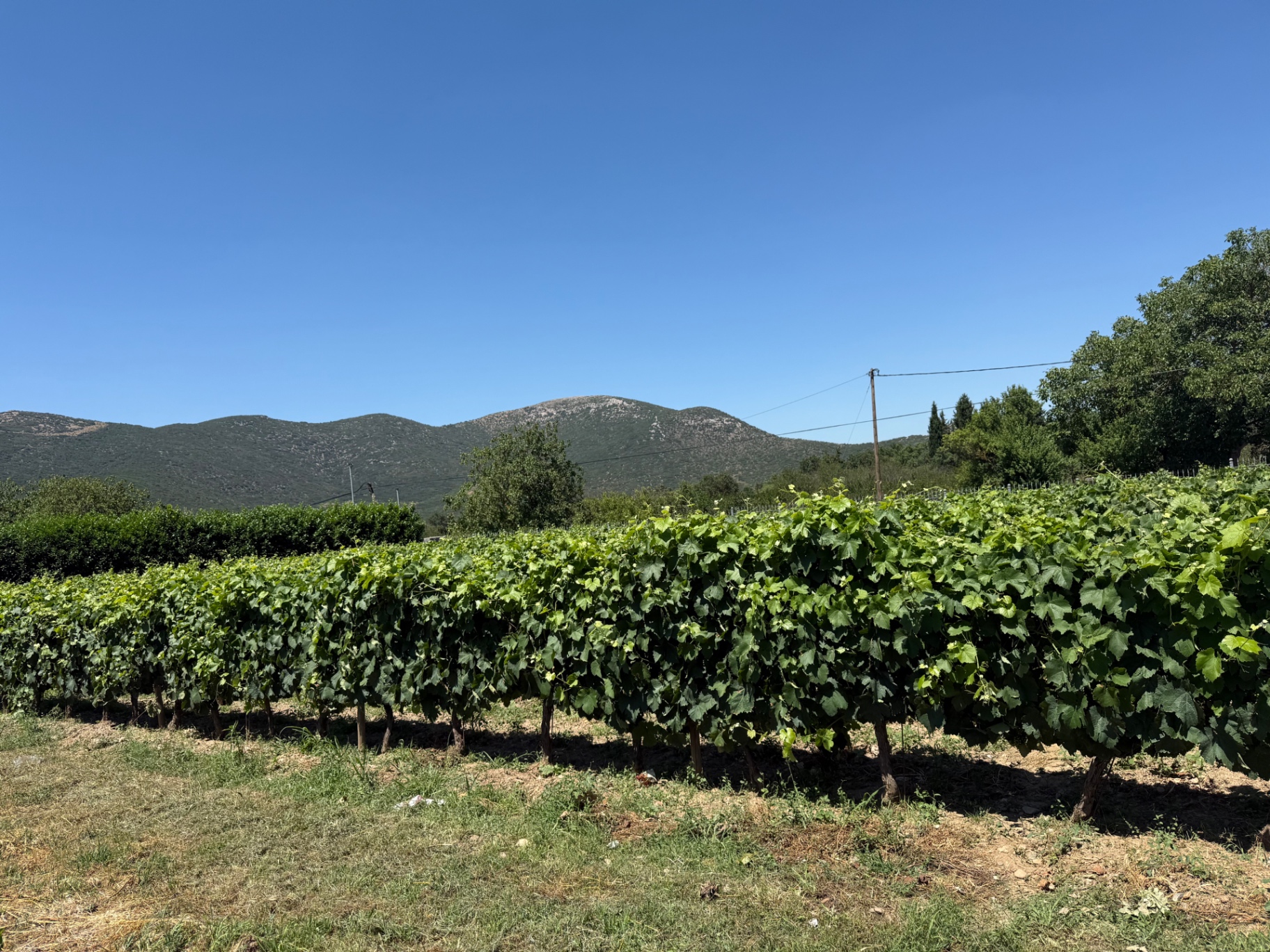 Arcadian vineyard Vineyards on the Arcadian plateau with mountains behind